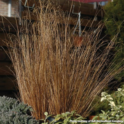 Carex buchananii Red Rooster 3.25"
