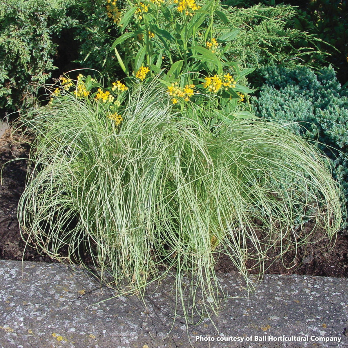Carex comans Amazon Mist 3.25"