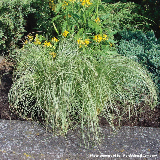 Carex comans Amazon Mist 3.25"