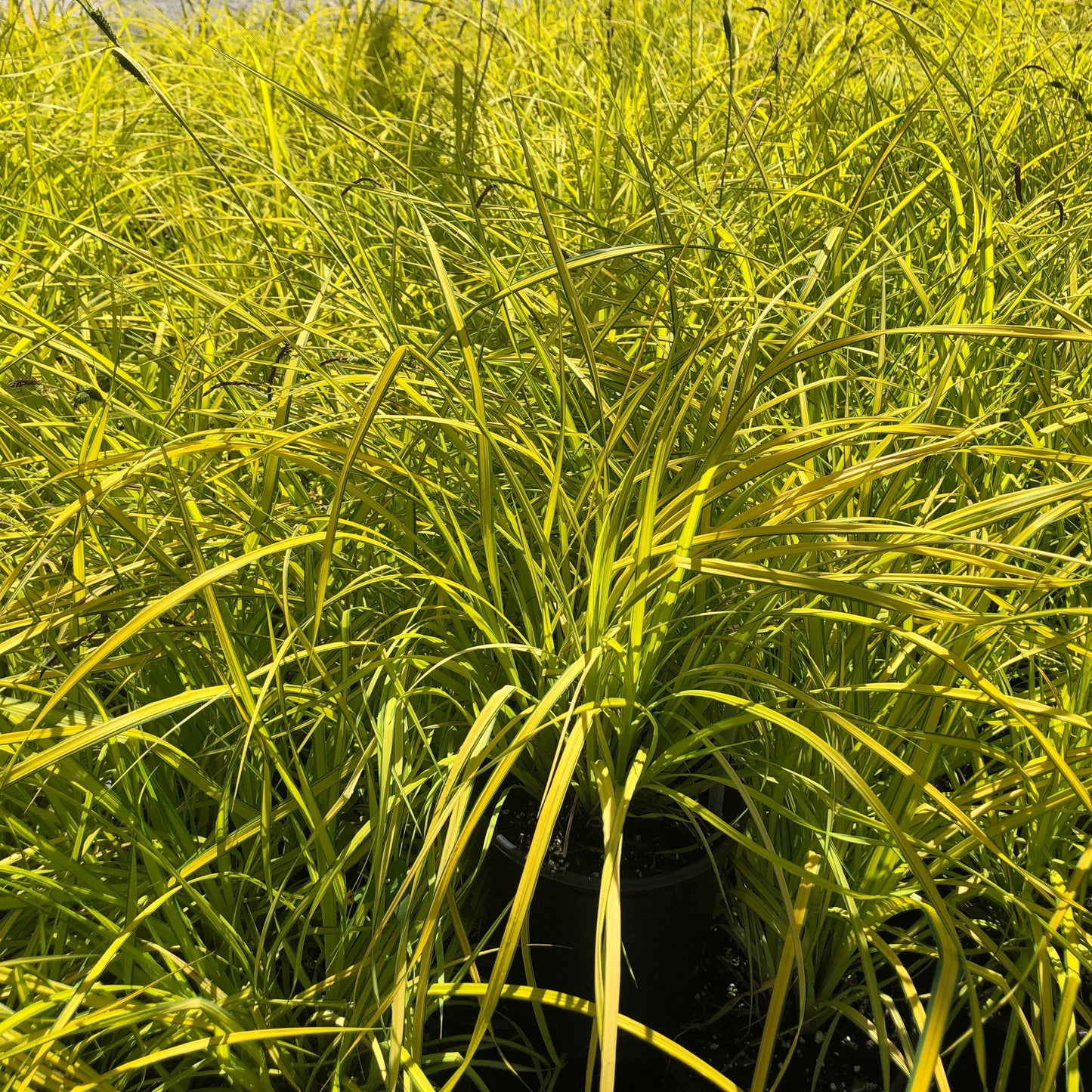 Carex elata Aurea Bowles Golden 1G