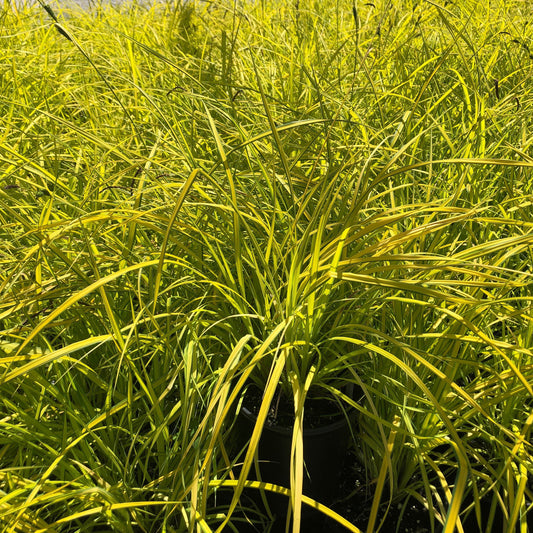 Carex elata Aurea Bowles Golden 1G