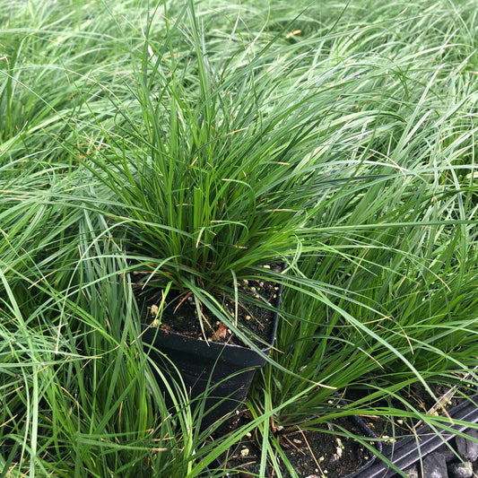 Carex pensylvanica 1Q