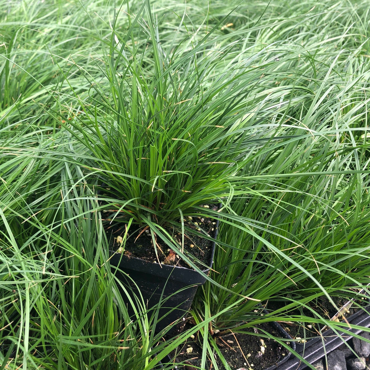 Carex pensylvanica 1G