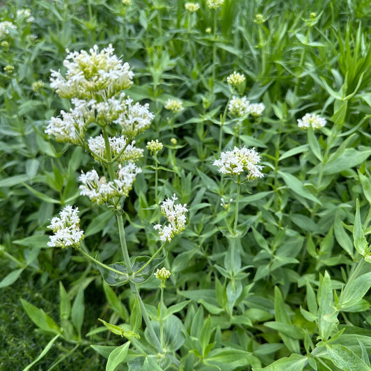 Centranthus ruber Alba 1G