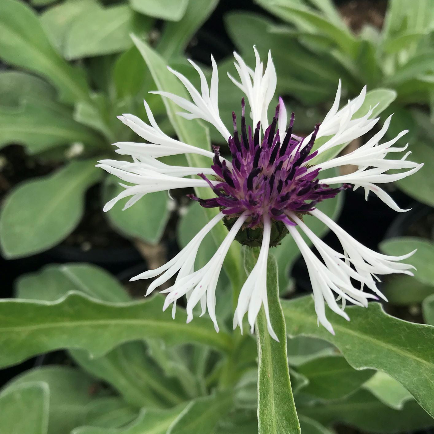 Centaurea montana 'Amethyst in Snow' 1G (Mountain Cornflower)