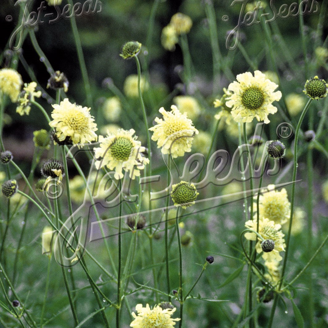 Cephalaria gigantea 1Q
