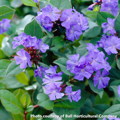 Ceratostigma plumbaginoides 1G
