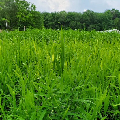 Chasmanthium latifolium 1G