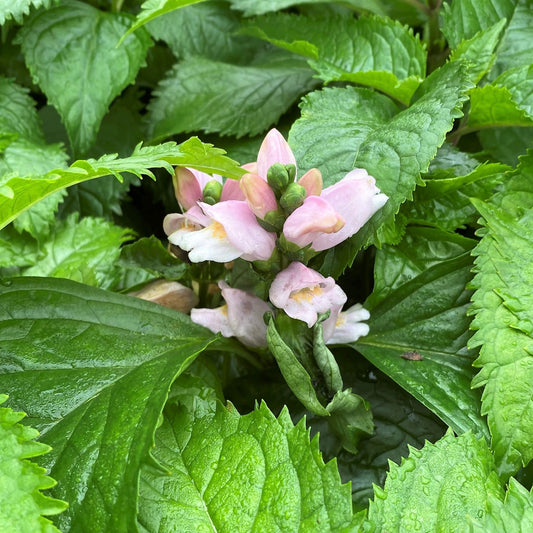 Chelone lyonii Pink Temptation 1G