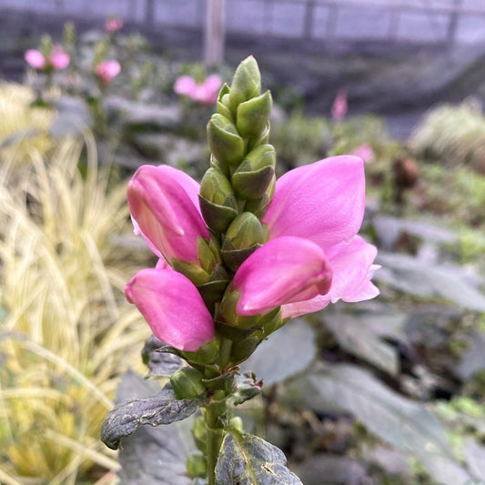 Chelone lyonii Tiny Tortuga 1Q