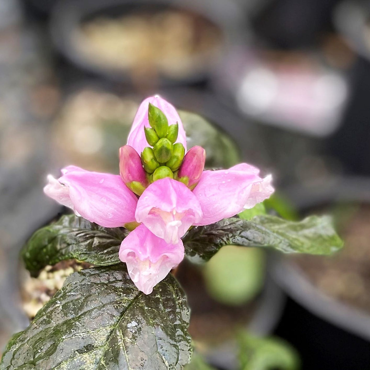 Chelone lyonii Hot Lips 1G
