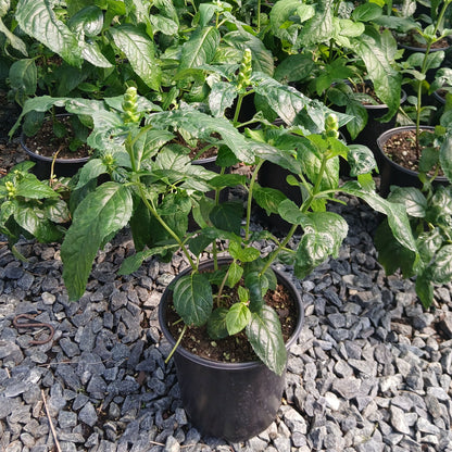 Chelone lyonii Hot Lips 1G
