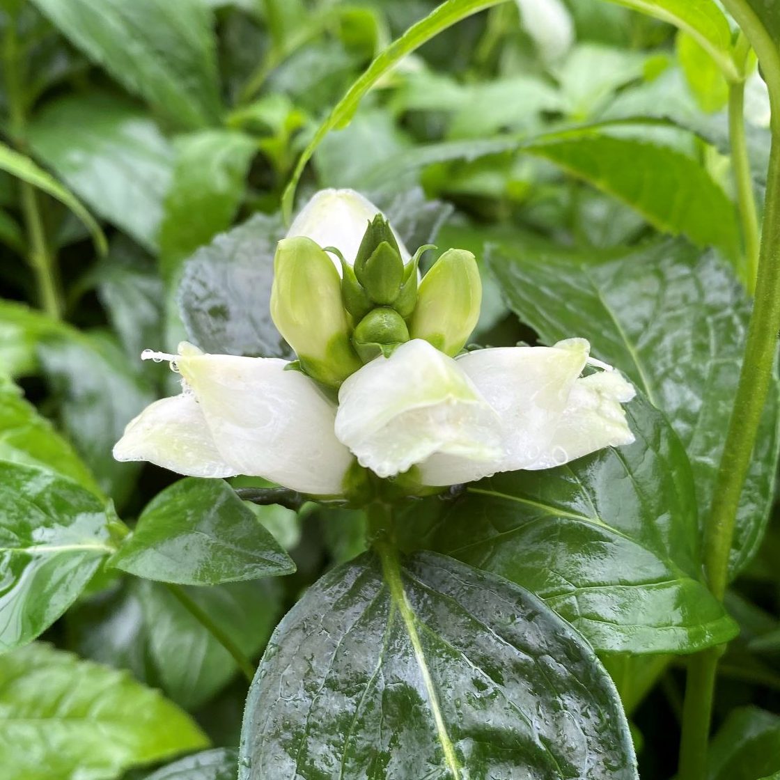 Chelone obliqua Alba 1G