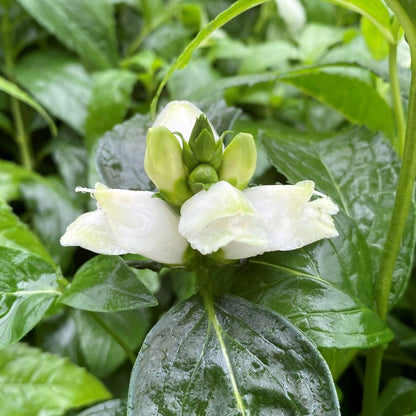 Chelone obliqua Alba 1G
