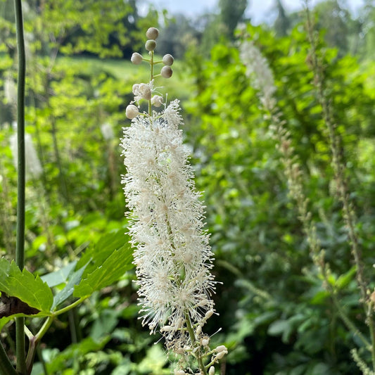 Actaea racemosa 1Q