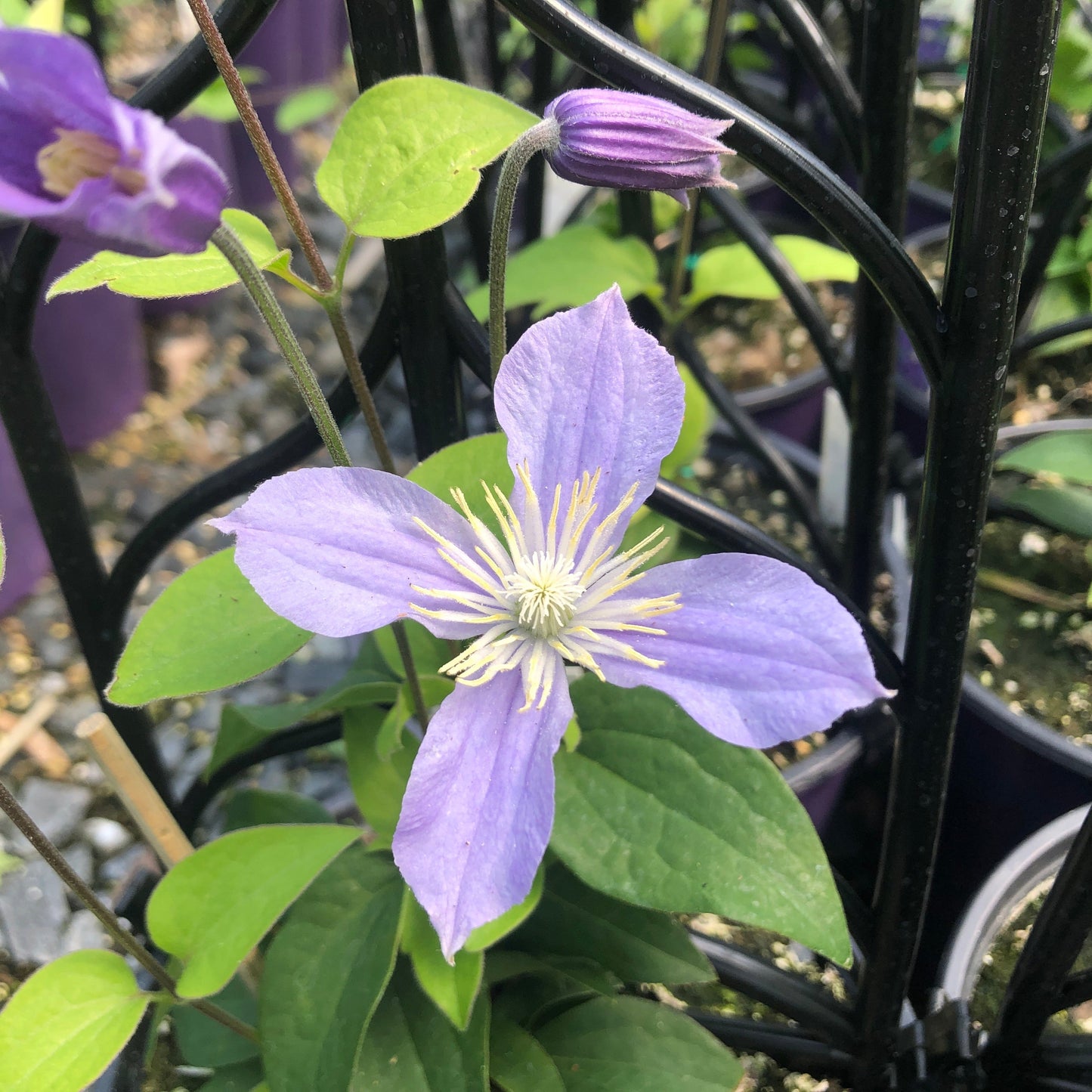 Clematis x Arabella 1G