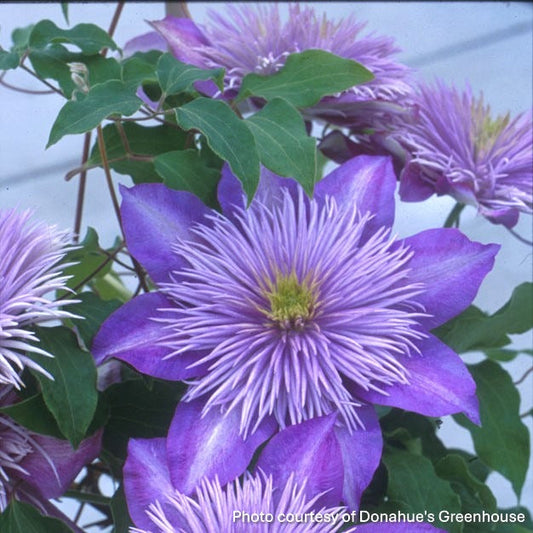 Clematis x Crystal Fountain 1G