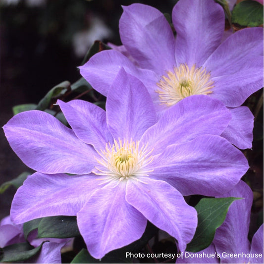 Clematis x Diana's Delight 1G