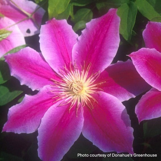 Clematis x Dr. Ruppel 1G