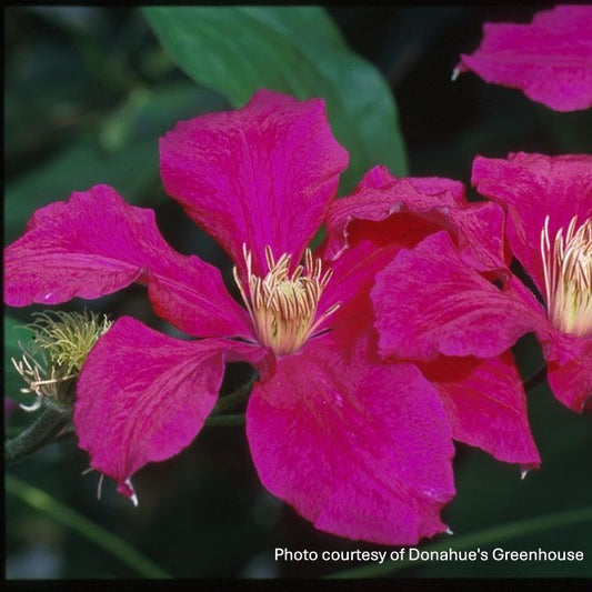 Clematis x Ernest Markham 1G