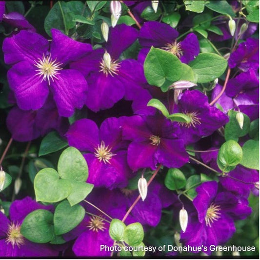 Clematis x Jackmanii 1G