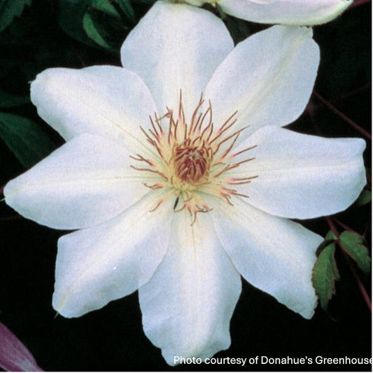 Clematis x Henryi 1G