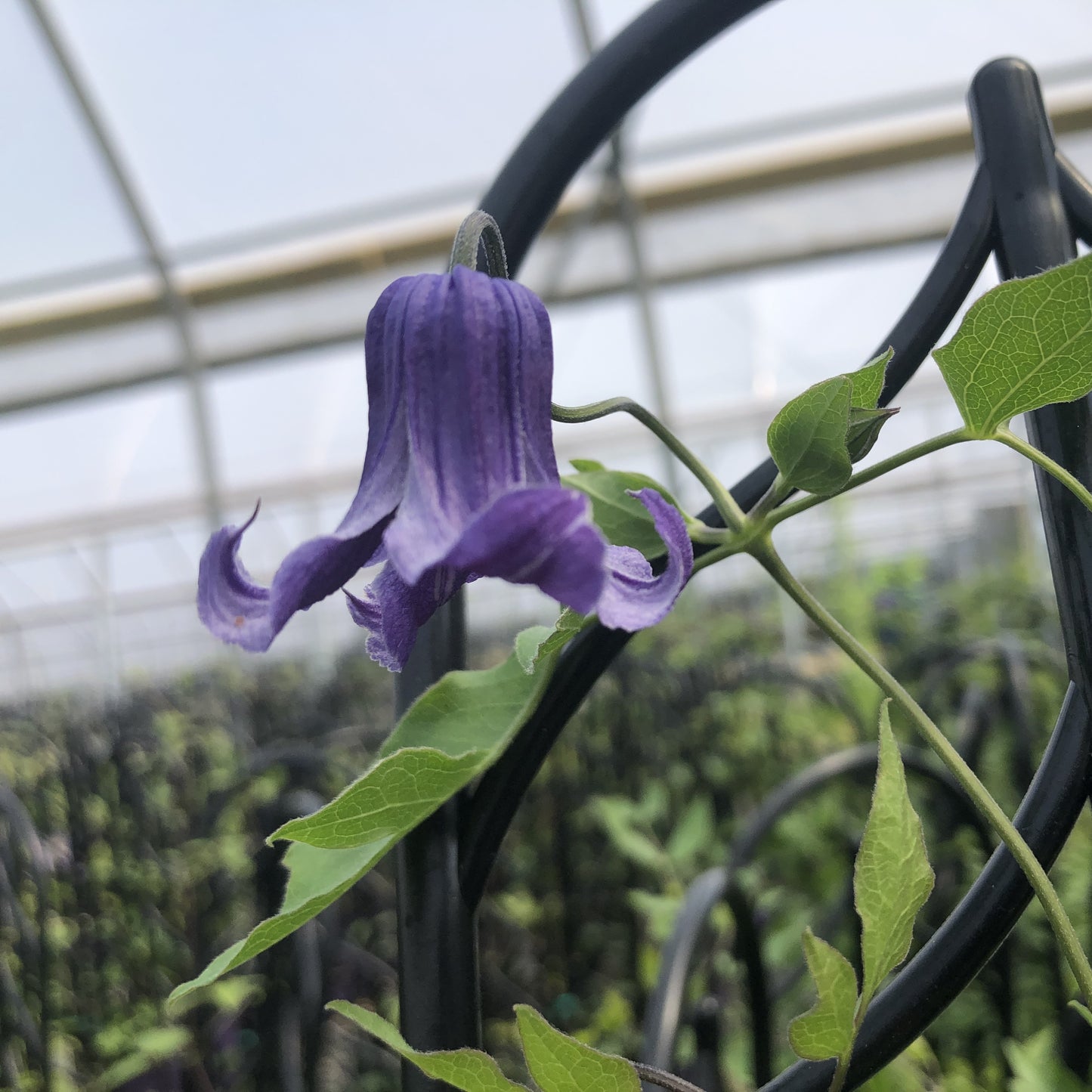 Clematis x 'Rooguchi' 1G