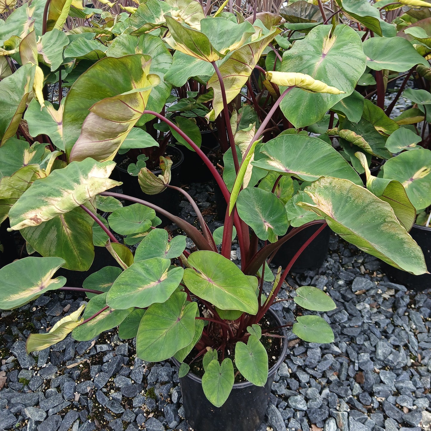 Colocasia esculenta Royal Hawaiian Waikiki 1G