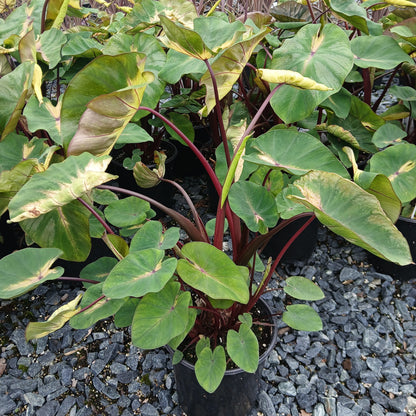 Colocasia esculenta Royal Hawaiian Waikiki 1G