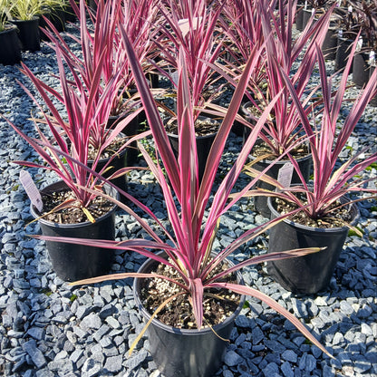 Cordyline Paso Doble 1G
