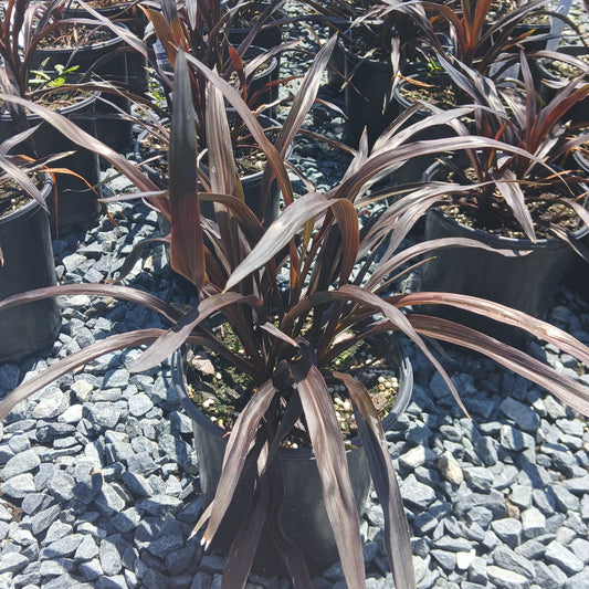 Cordyline Renegade 1G