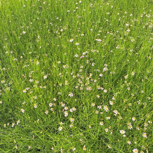 Coreopsis rosea 1G