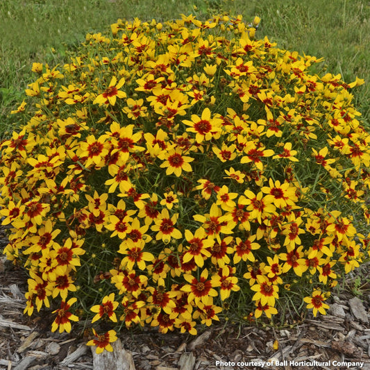 Coreopsis verticillata Curry Up 1G