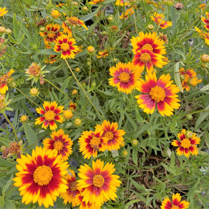 Coreopsis x Daybreak 1G