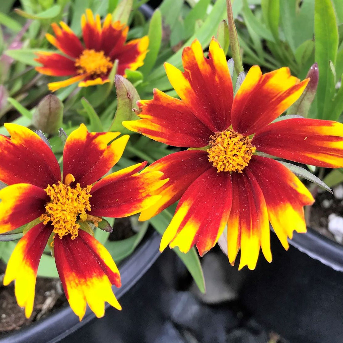Coreopsis x Daybreak 1G
