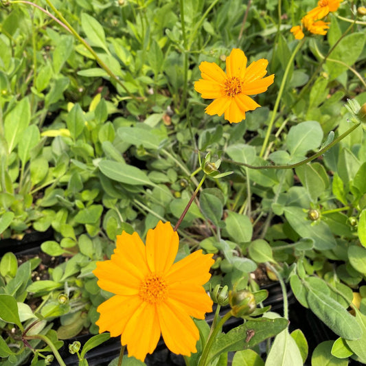 Coreopsis auriculata Elfin Gold 1G