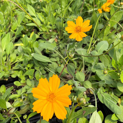 Coreopsis auriculata Elfin Gold 3.25"