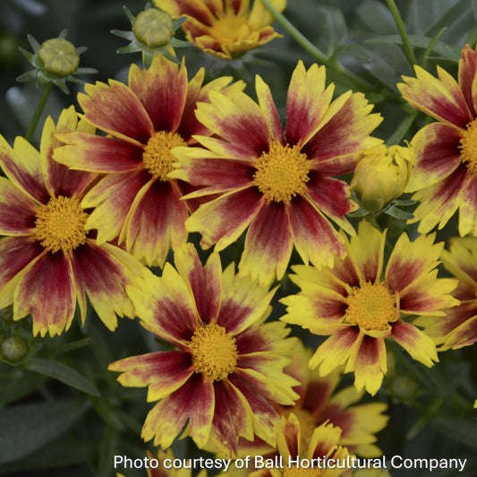 Coreopsis x Enchanted Eve 1Q
