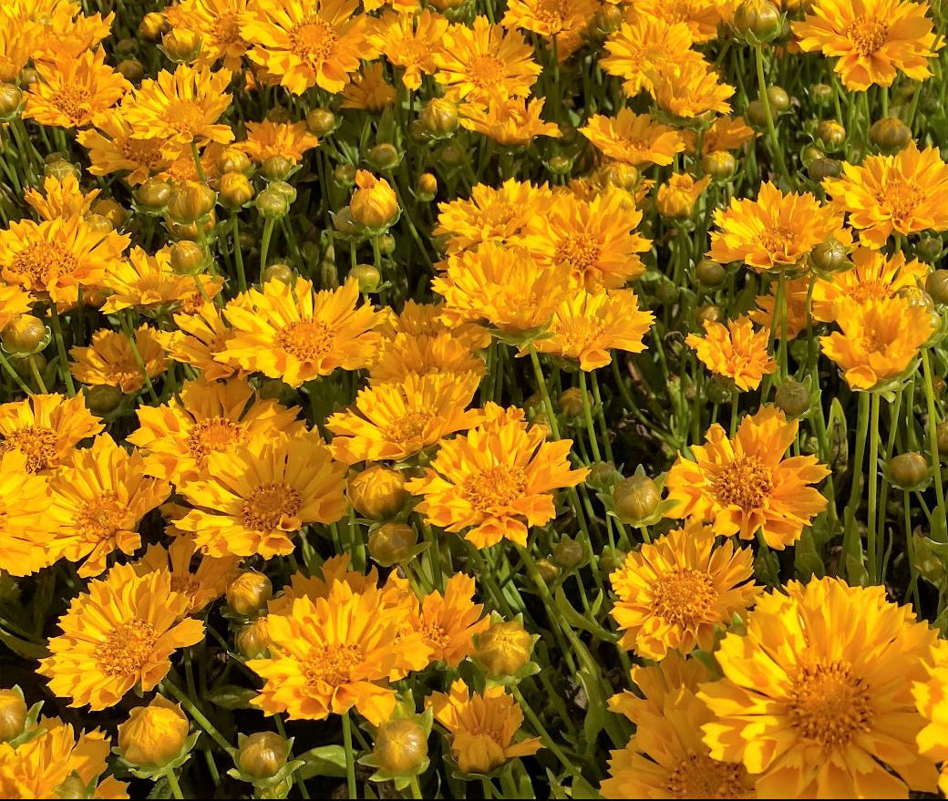 Coreopsis x Jethro Tull 1G