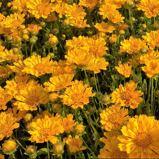 Coreopsis x Jethro Tull 1G