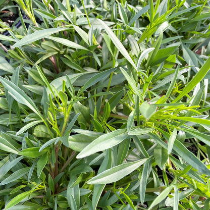 Coreopsis x Mercury Rising 1G