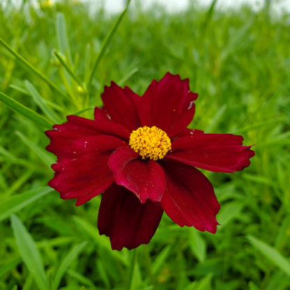Coreopsis x Mercury Rising 1G