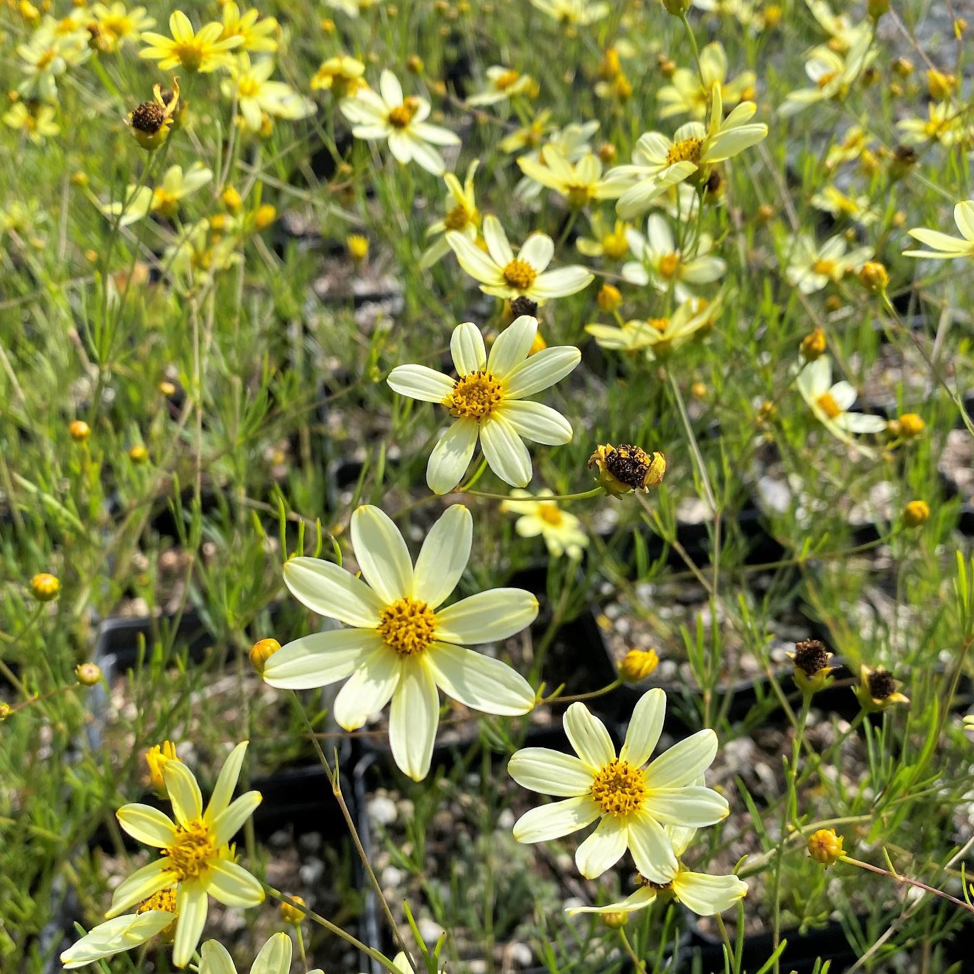 Coreopsis verticillata Moonbeam 1Q