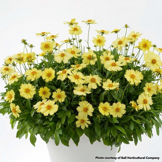 Coreopsis Solanna Glow 1G