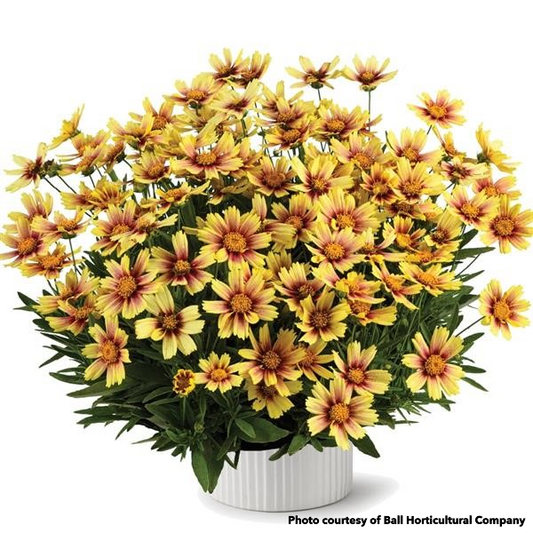 Coreopsis Solanna Sunset Burst 1G