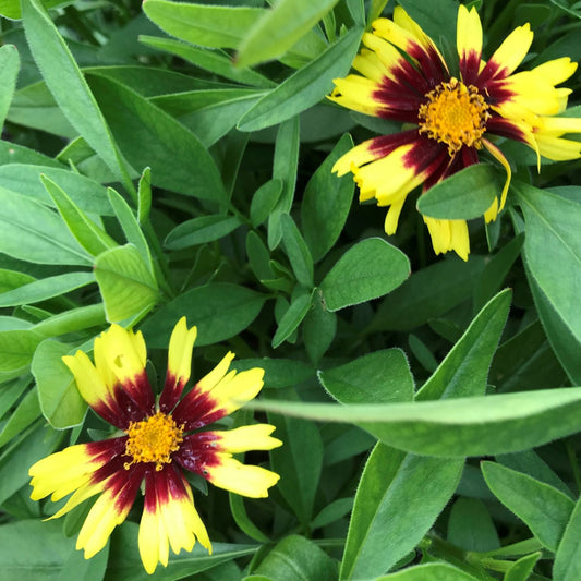 Coreopsis x Uptick Yellow & Red 1G