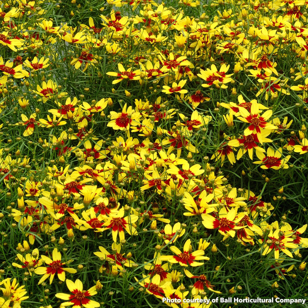 Coreopsis verticillata Firefly 1G