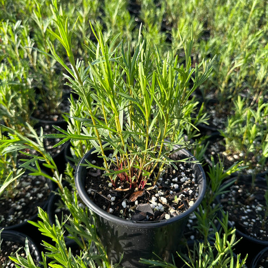Coreopsis palmata 1Q