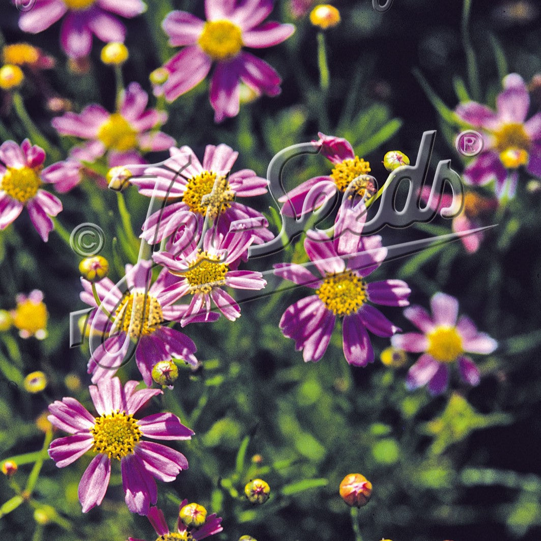 Coreopsis rosea American Dream 1G