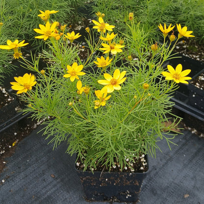 Coreopsis verticillata Zagreb 1Q